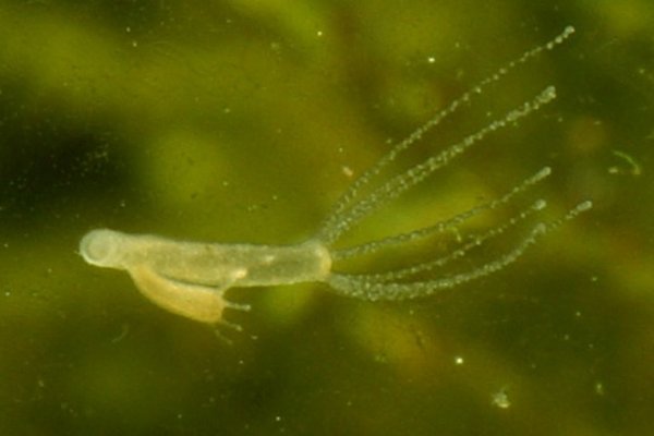 Зайти на кракен тор